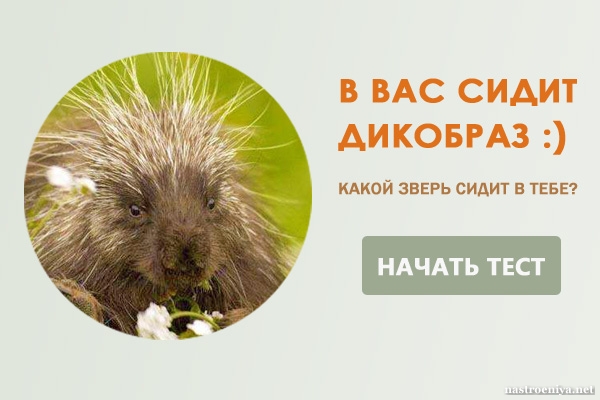 Какой зверь 2015. Умный Дикобраз. 2000 Какого животного. Какой зверь 1993. Дикобраз маска 2023.